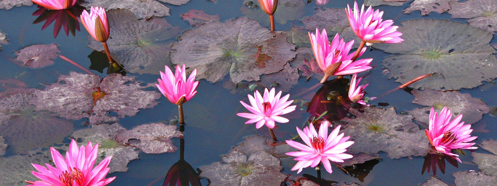 Vedic Chant mantrapushpam