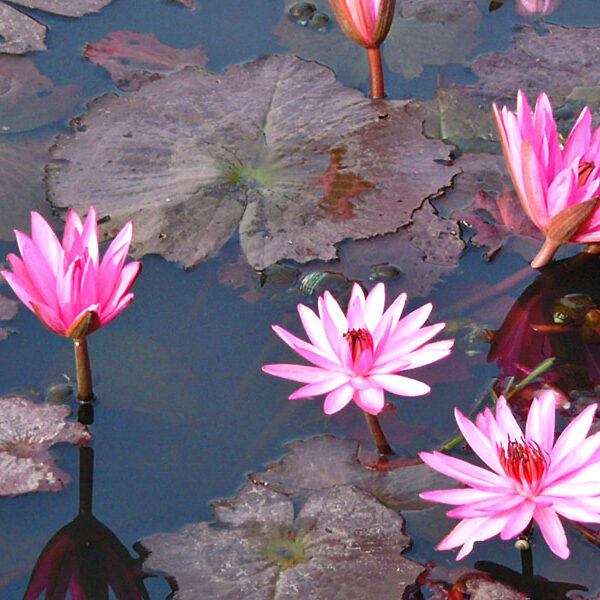 Vedic Chant mantrapushpam